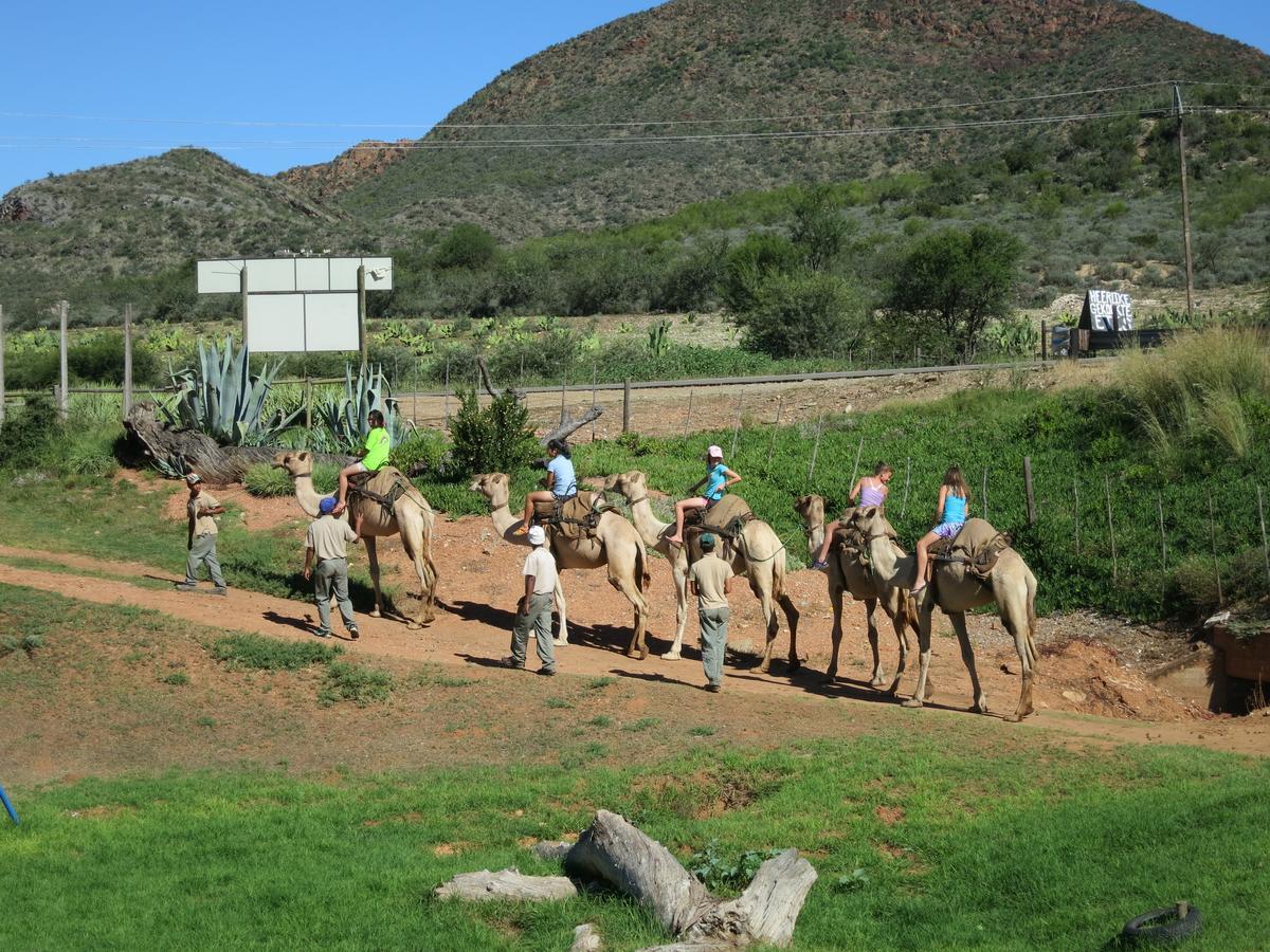Wilgewandel Holiday Farm & Day Restaurant Oudtshoorn Zewnętrze zdjęcie